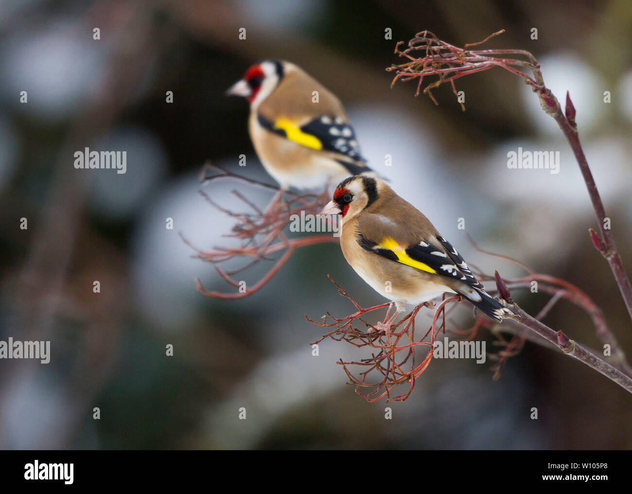 Chardonneret élégant, Carduelis carduelis, perché dans un jardin en hiver. Pays de Galles, Royaume-Uni Banque D'Images