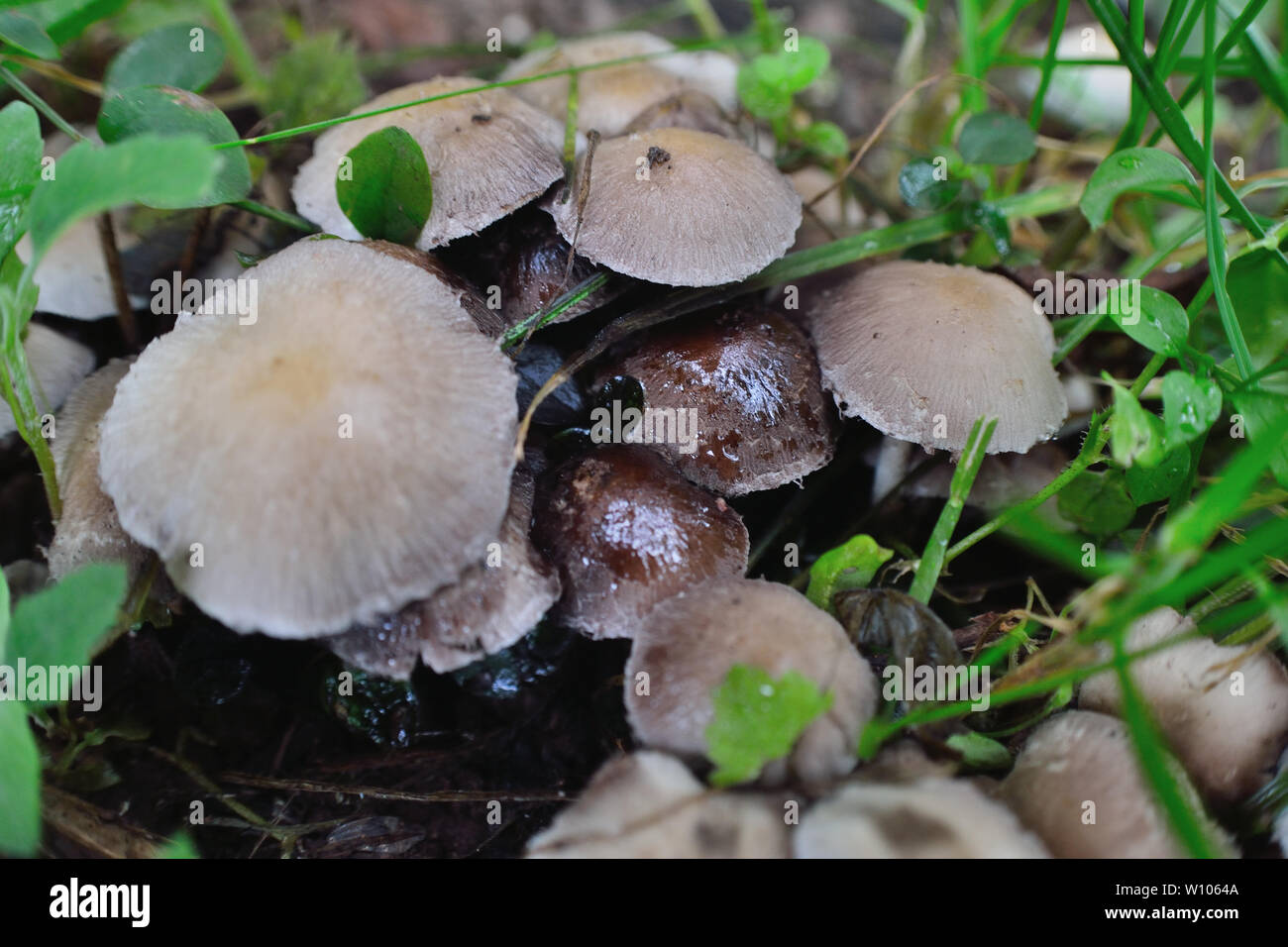 Brittlestem pâle, Psathyrella candolleana champignons Banque D'Images