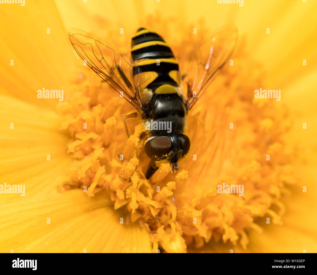 Fly fleur ( Eristalis transversa ) assis sur une fleur sauvage jaune se nourrit de pollen et de nectar Banque D'Images