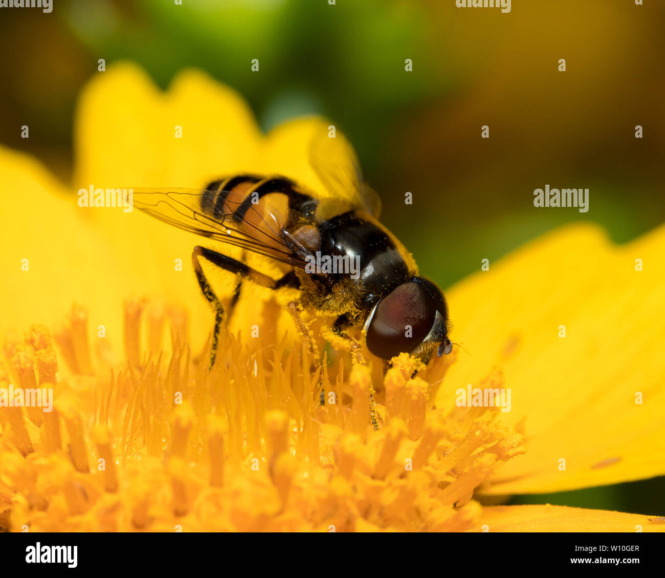 Fly fleur ( Eristalis transversa ) assis sur une fleur sauvage jaune se nourrit de pollen et de nectar Banque D'Images