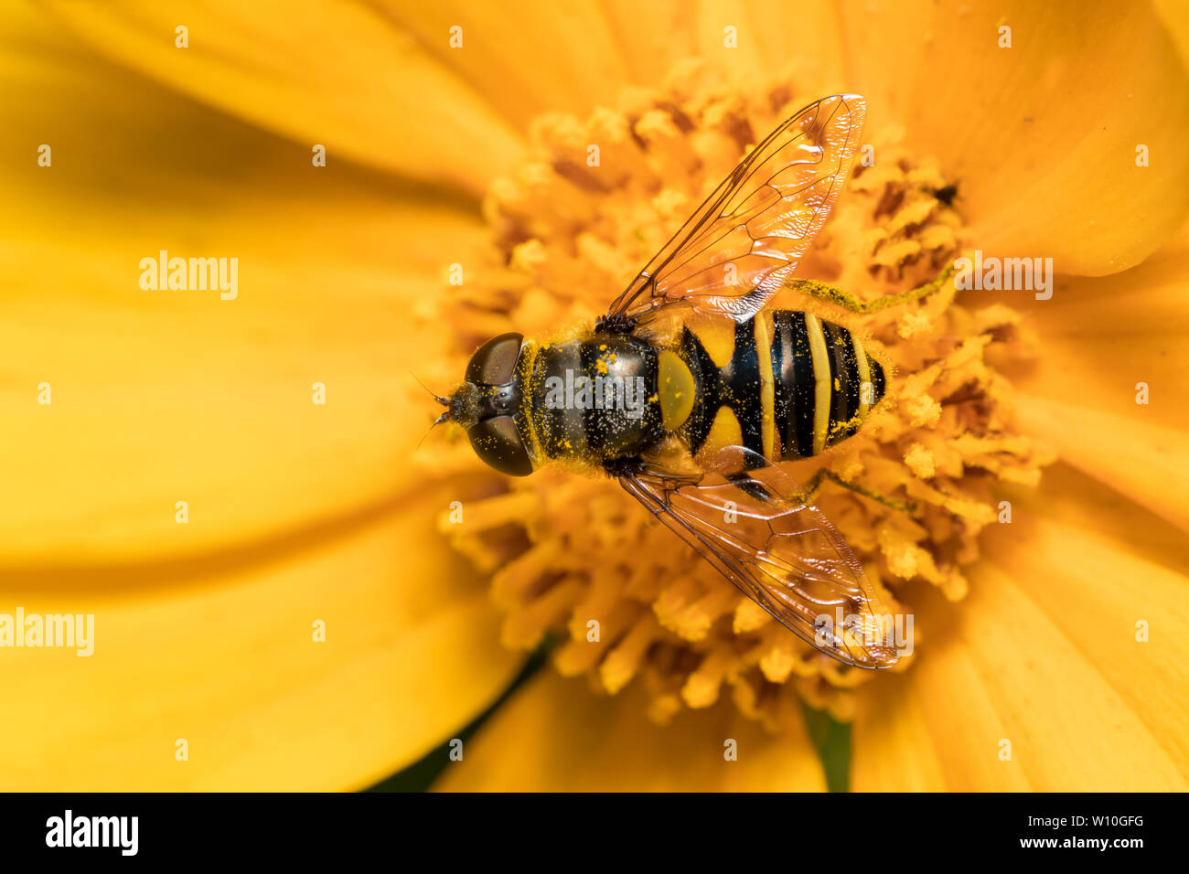 Fly fleur ( Eristalis transversa ) assis sur une fleur sauvage jaune se nourrit de pollen et de nectar Banque D'Images