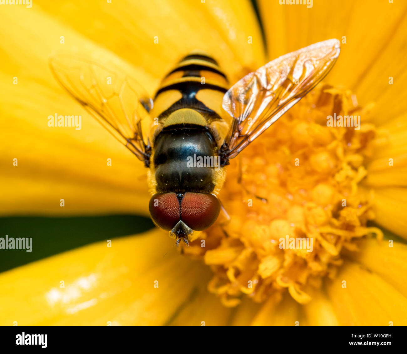 Fly fleur ( Eristalis transversa ) assis sur une fleur sauvage jaune se nourrit de pollen et de nectar Banque D'Images