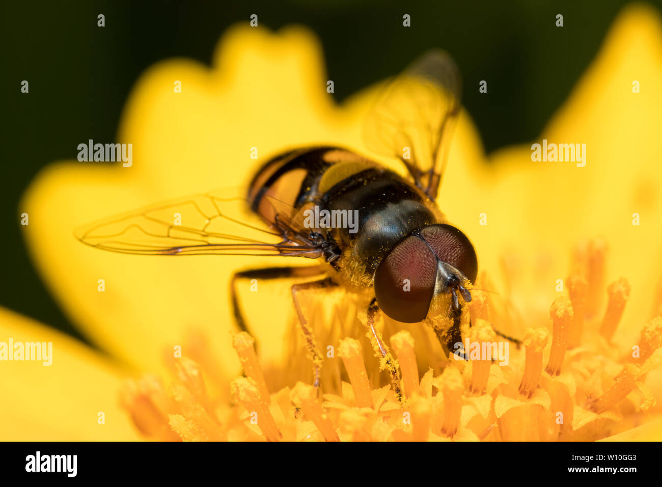 Fly fleur ( Eristalis transversa ) assis sur une fleur sauvage jaune se nourrit de pollen et de nectar Banque D'Images