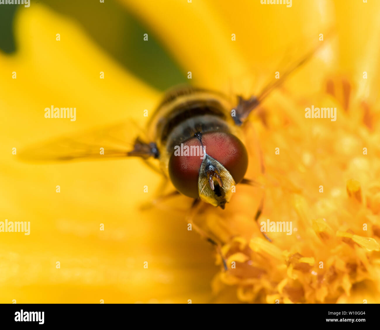 Fly fleur ( Eristalis transversa ) assis sur une fleur sauvage jaune se nourrit de pollen et de nectar Banque D'Images