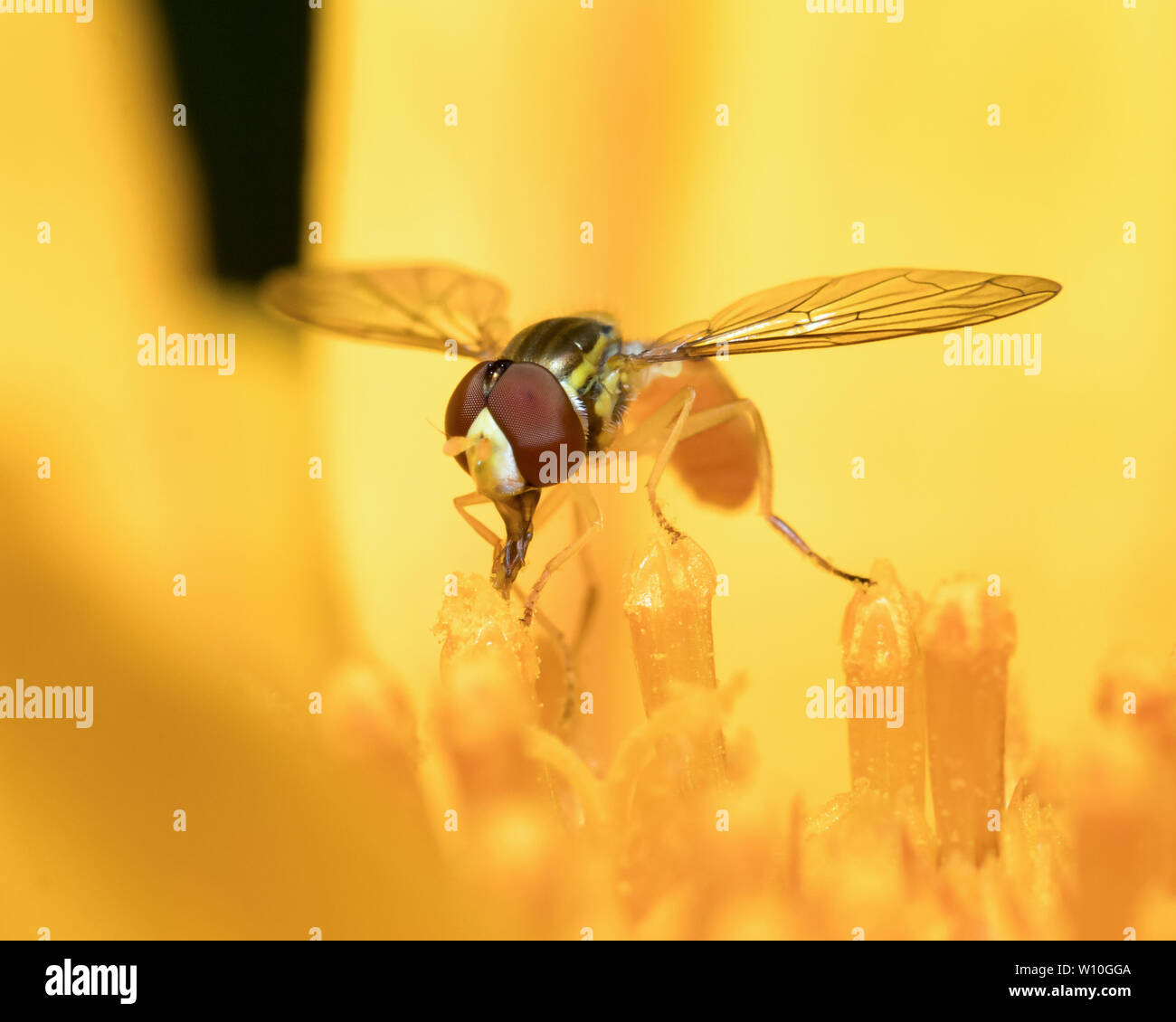 Fly fleurs assis sur une fleur qui se nourrissent de pollen et de nectar Banque D'Images