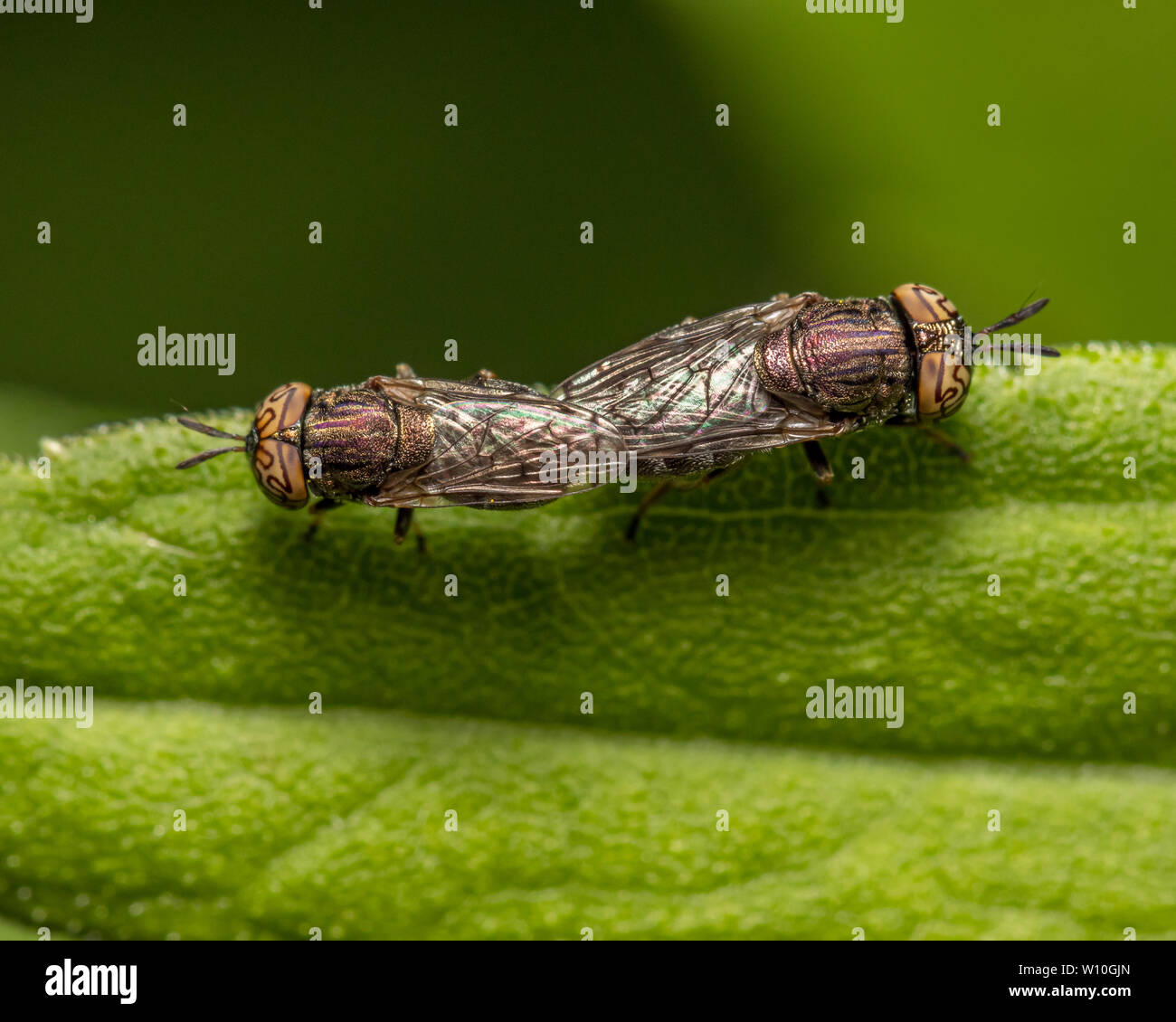 Mucksucker ondulées (Orthonevra nitida) vole avec un motif unique sur les yeux composés sur une feuille verte Banque D'Images