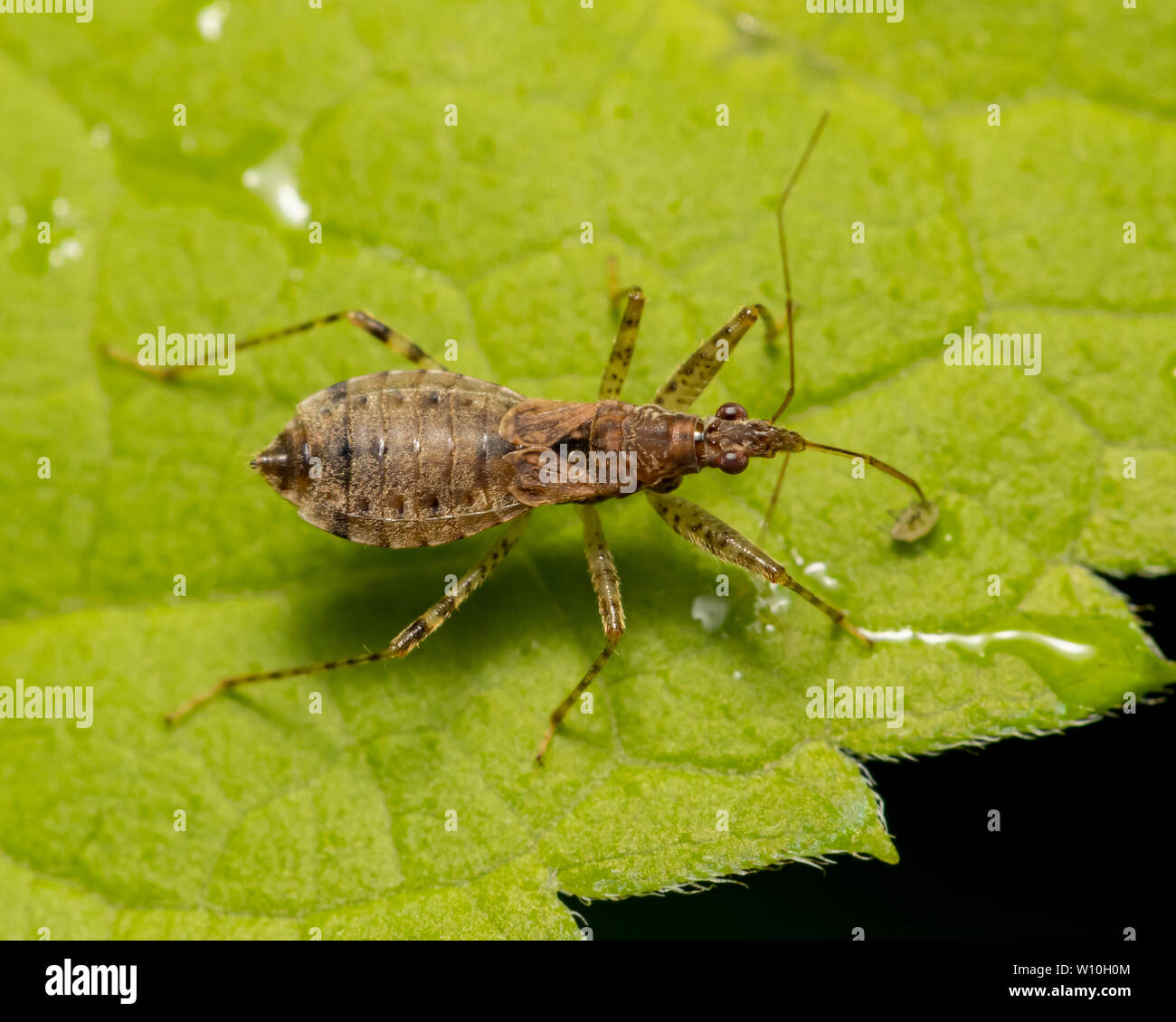 Assassin bug de manger un insecte minuscule avec sa lance-comme bec Banque D'Images