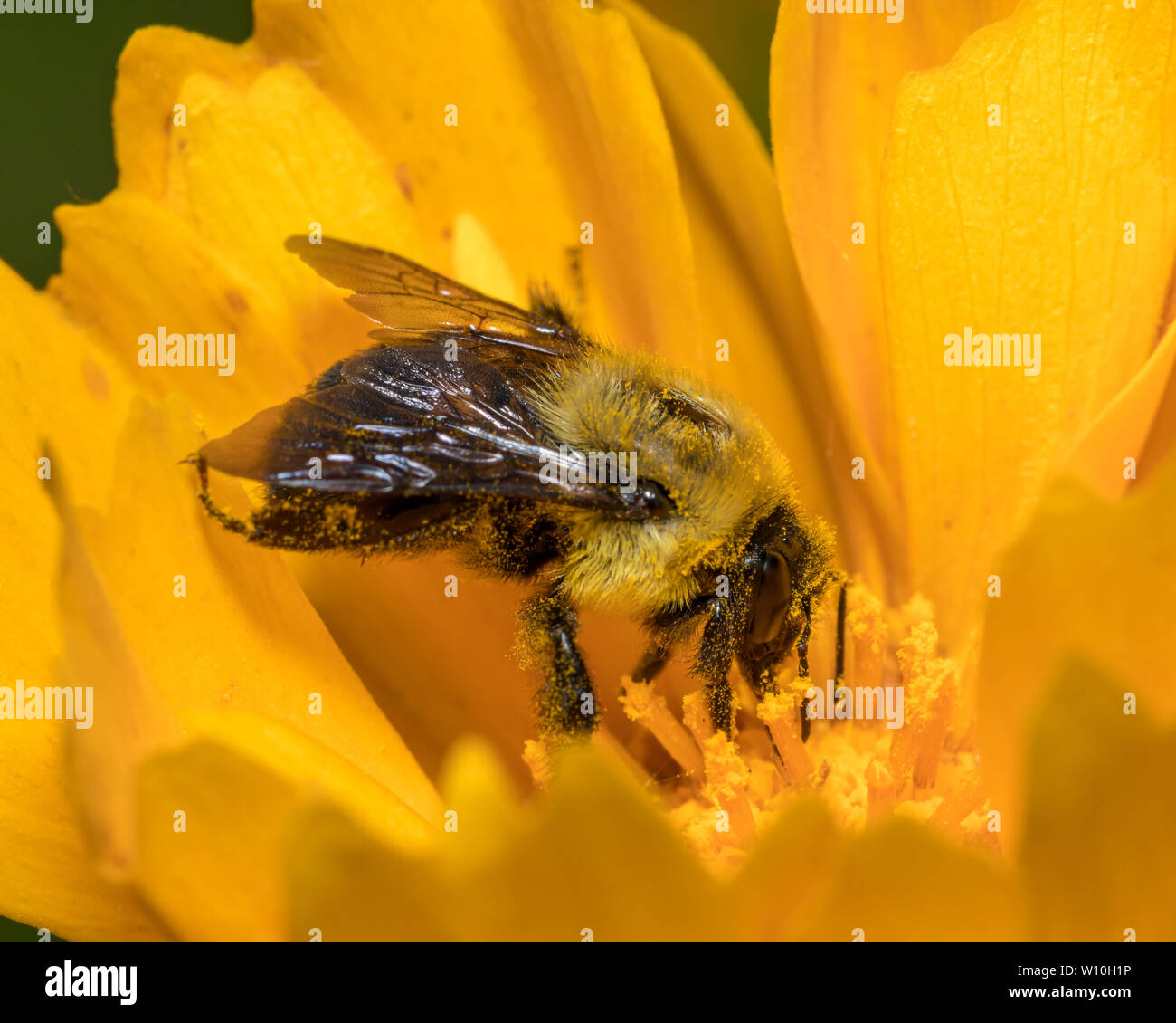 Bumble Bee de l'Est ( Bombus impatiens ) assis sur fleur jaune qui se nourrissent de nectar et pollen Banque D'Images