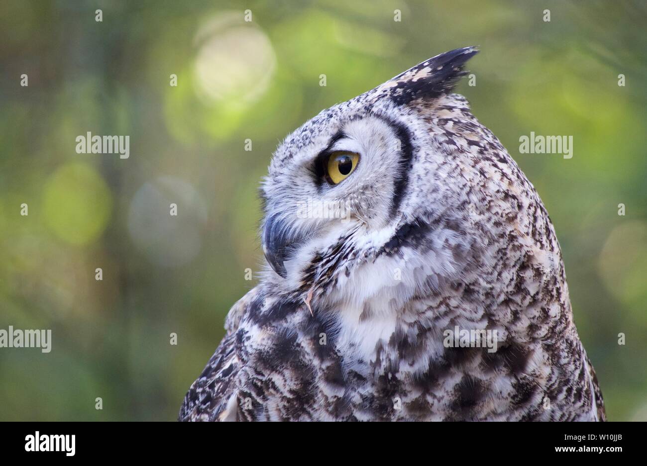 Grand-duc d'Amérique perché dans un arbre montre son beau plumage et des yeux jaune clair. Banque D'Images
