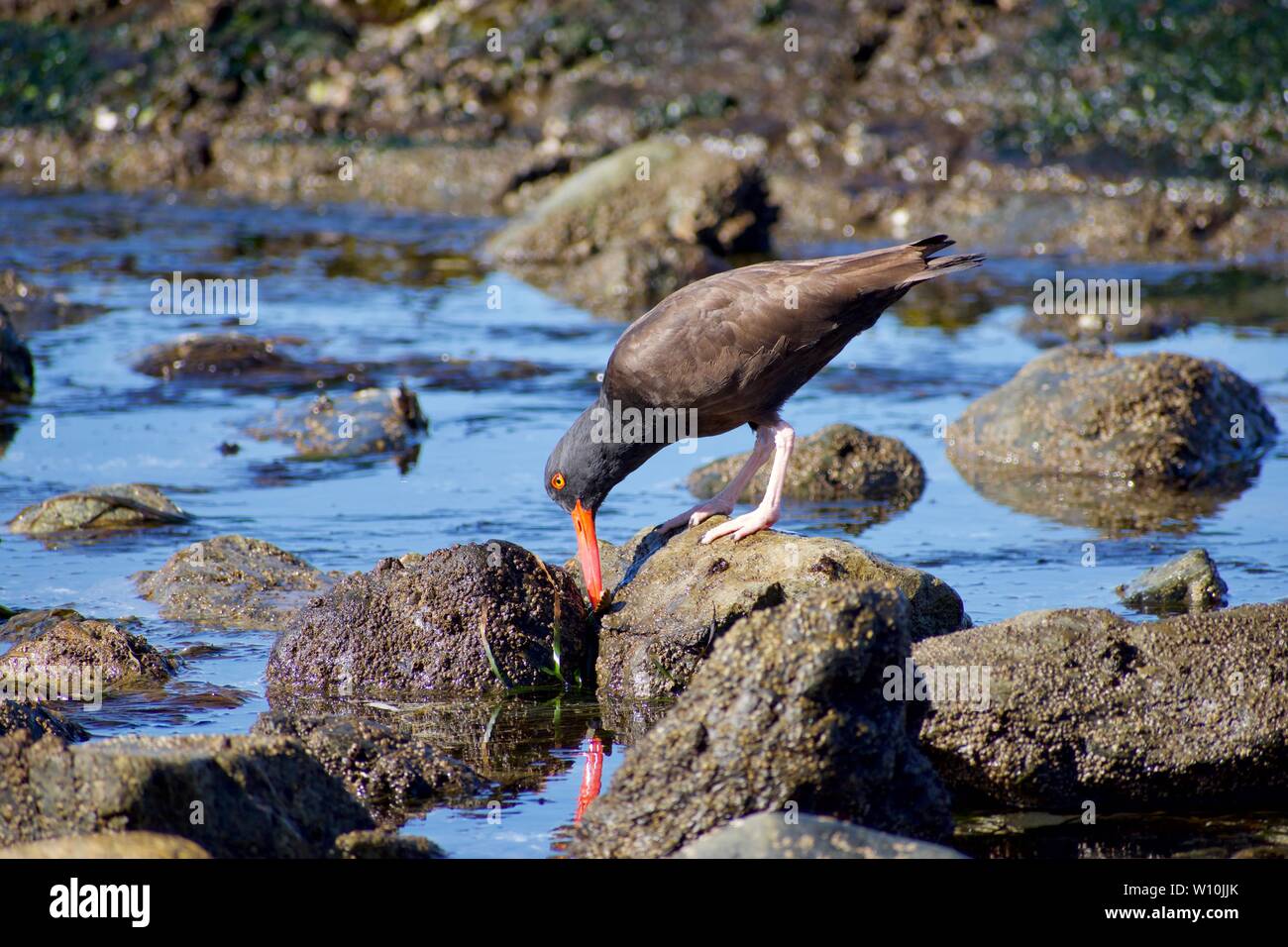 Huîtrier pie se nourrit d'un trouvé sur patelle rochers de bord de mer à la pointe Clover, Victoria, Colombie-Britannique Banque D'Images