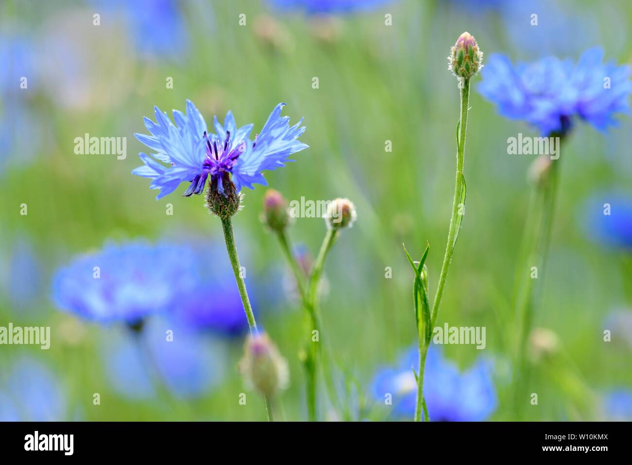 Bleuet (Centaurea cyanus), Bade-Wurtemberg, Allemagne Banque D'Images