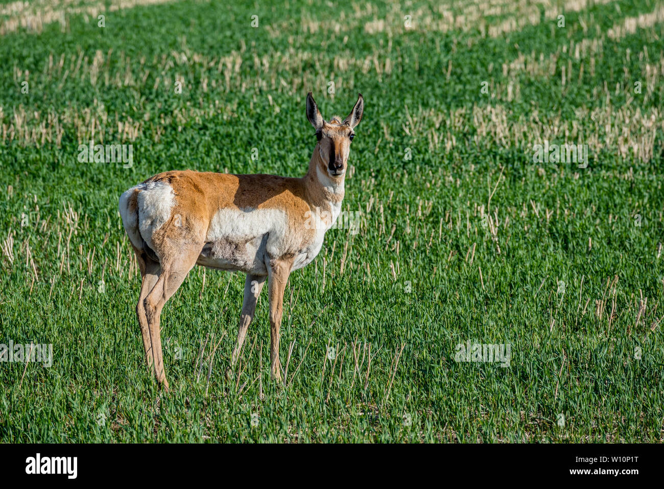 L'antilope paissant dans un champ en Saskatchewan, Canada Banque D'Images