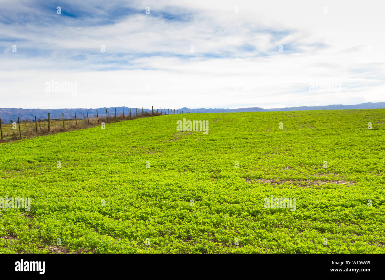 Trebol pour fourrage de plantation dans les montagnes Banque D'Images