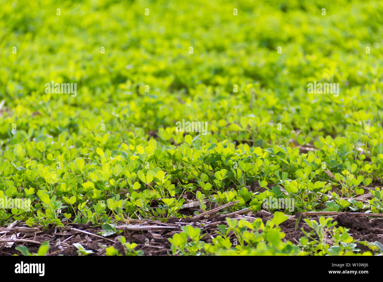 Trebol pour fourrage de plantation dans les montagnes Banque D'Images