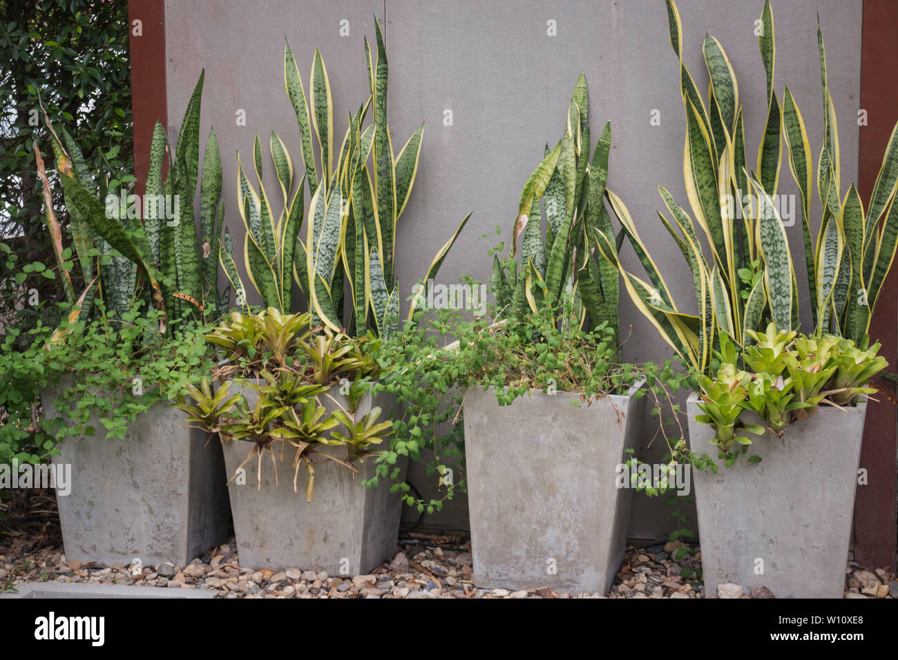 Plante verte jardin extérieur décoration, stock photo Photo Stock - Alamy