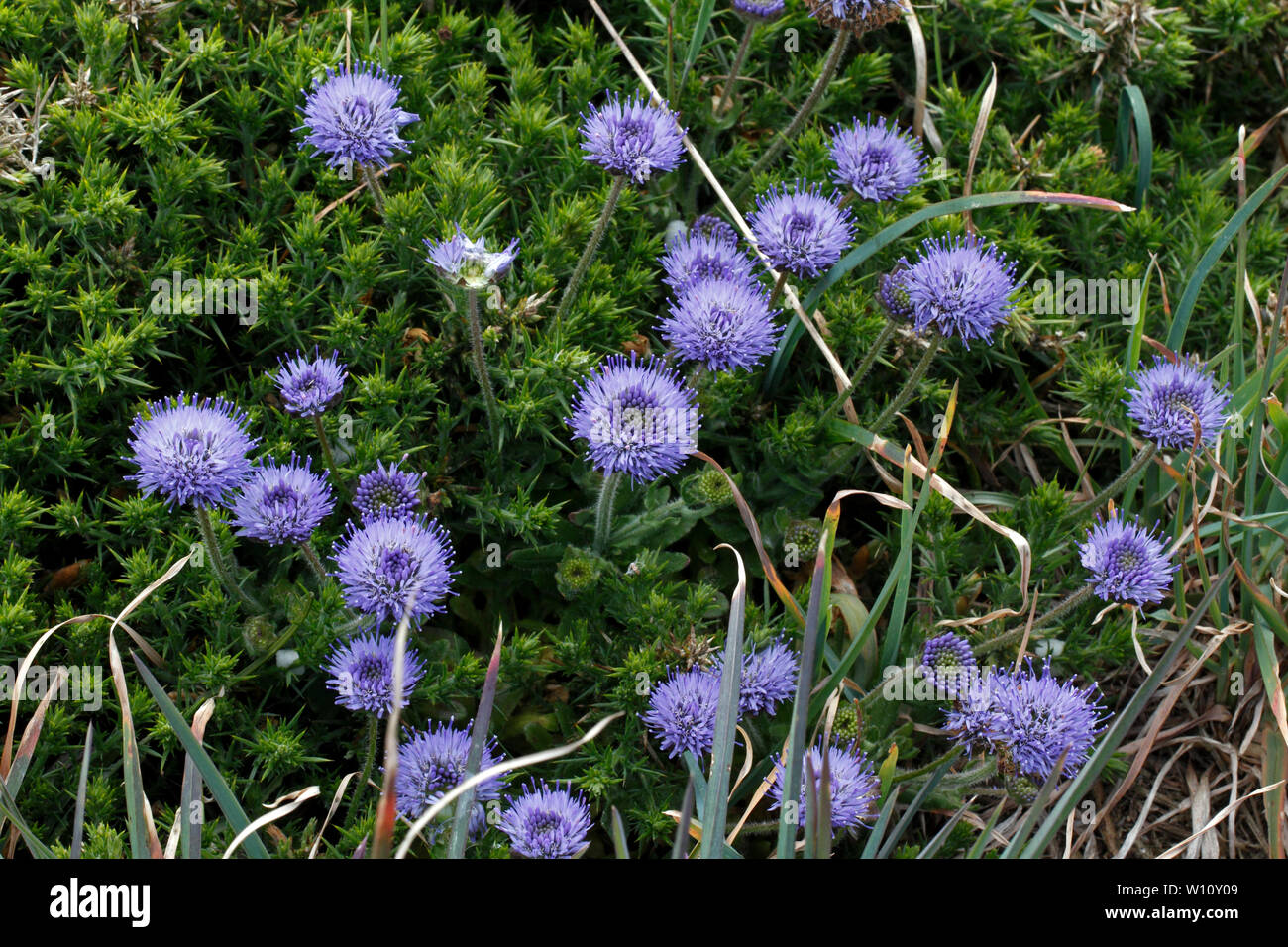 Bits de brebis, Jasione montana, la campanule famille. Pembroekshire sur le sentier du littoral, l'ouest du pays de Galles. Campanulaceae Banque D'Images