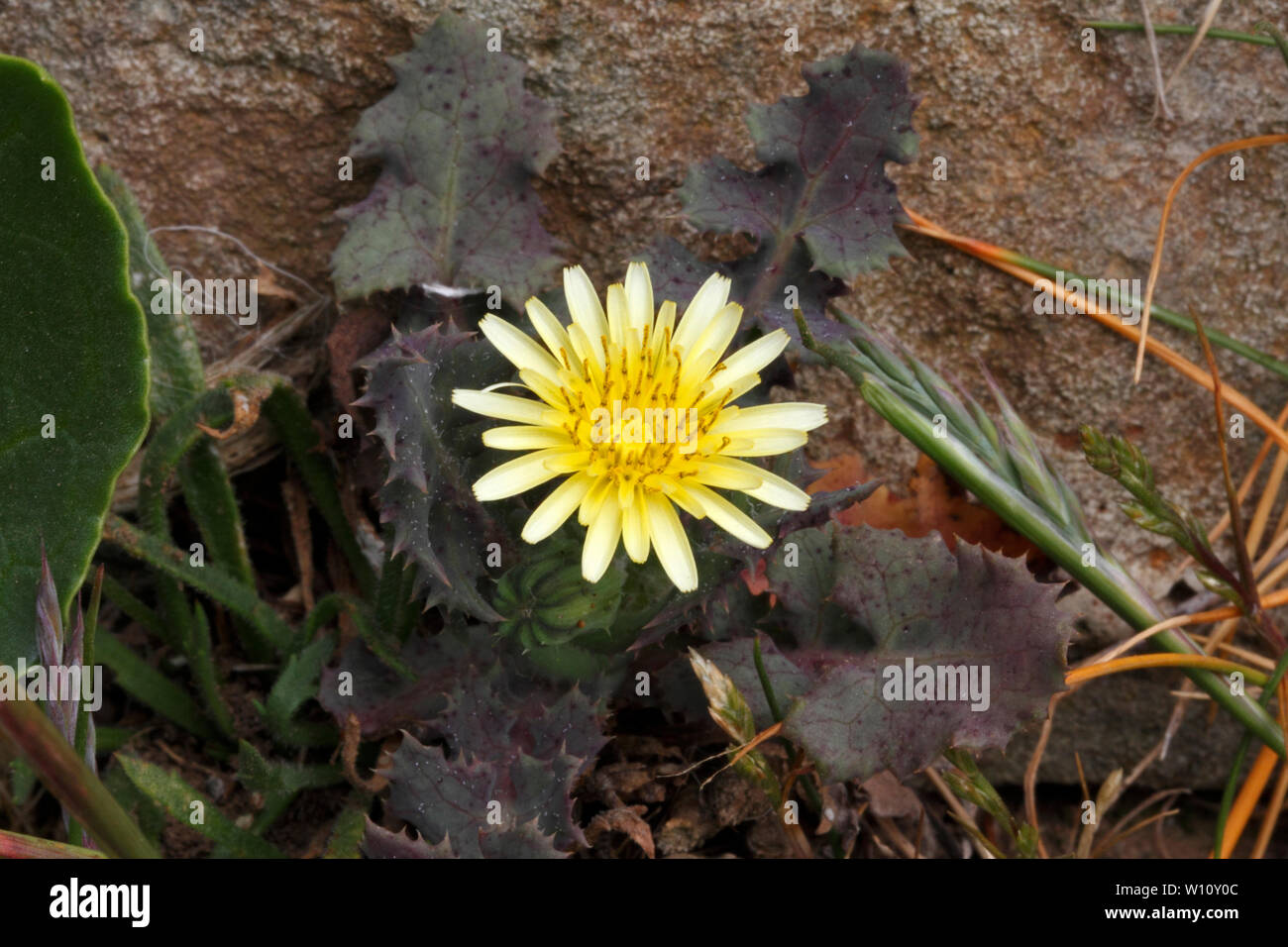 Le laiteron piquant entre les roches et de plus en plus souffrant de la sécheresse, illustré par la couleur de ses feuilles. Sonchus asper. Banque D'Images