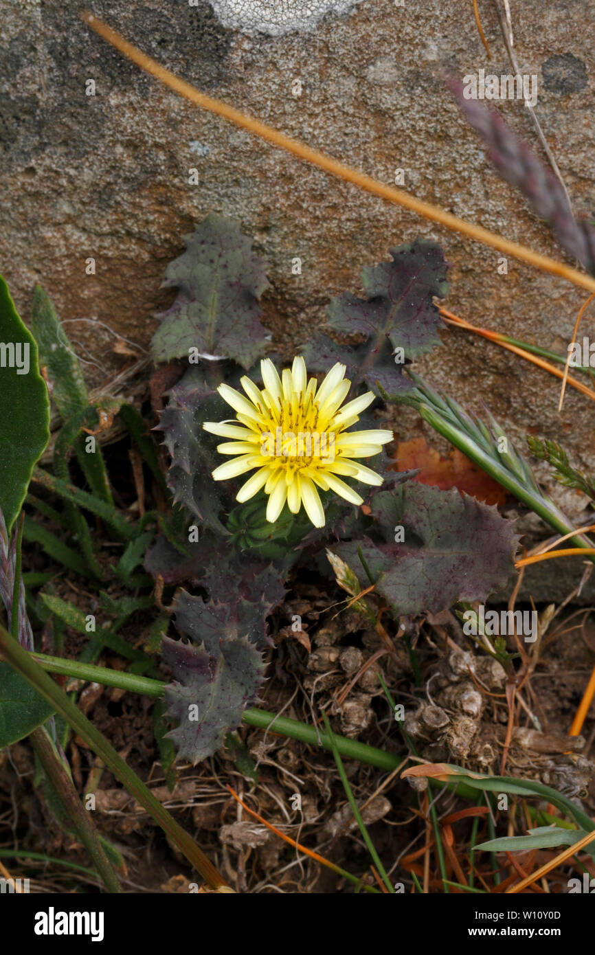 Le laiteron piquant entre les roches et de plus en plus souffrant de la sécheresse, illustré par la couleur de ses feuilles. Sonchus asper. Banque D'Images