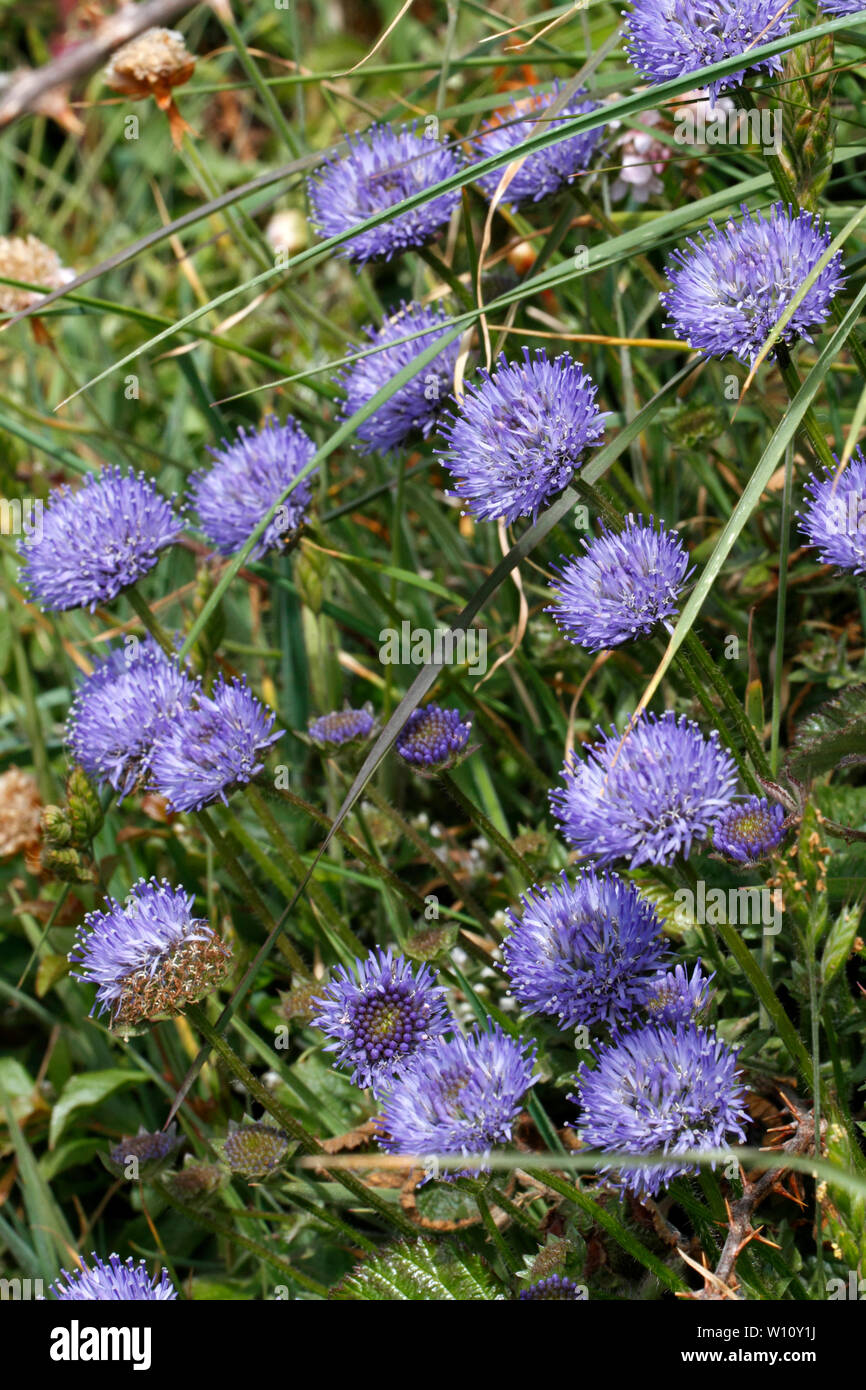 Bits de brebis, Jasione montana, la campanule famille. Pembroekshire sur le sentier du littoral, l'ouest du pays de Galles. Campanulaceae Banque D'Images