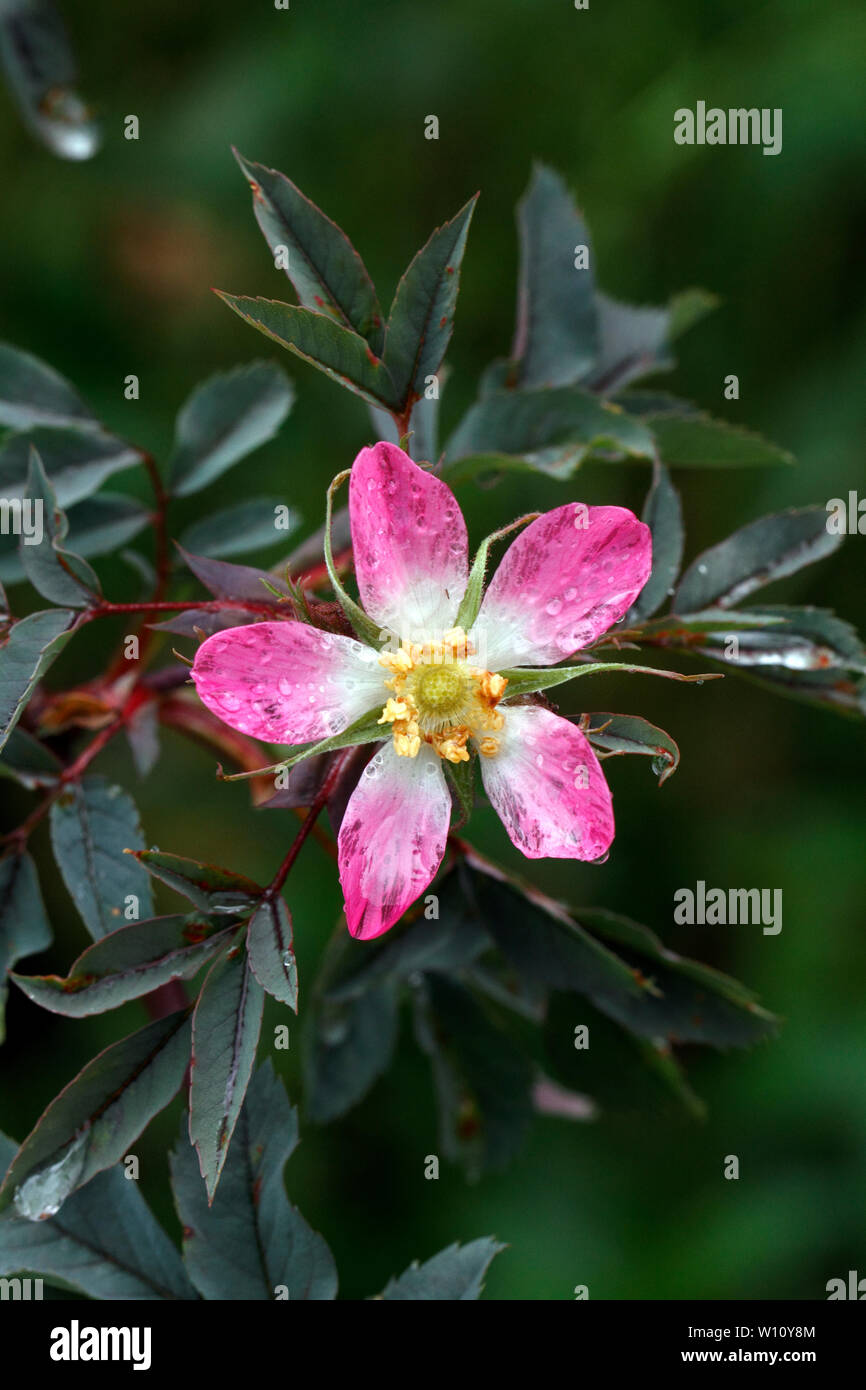 Rosa glauca. Espèce de rose. Banque D'Images