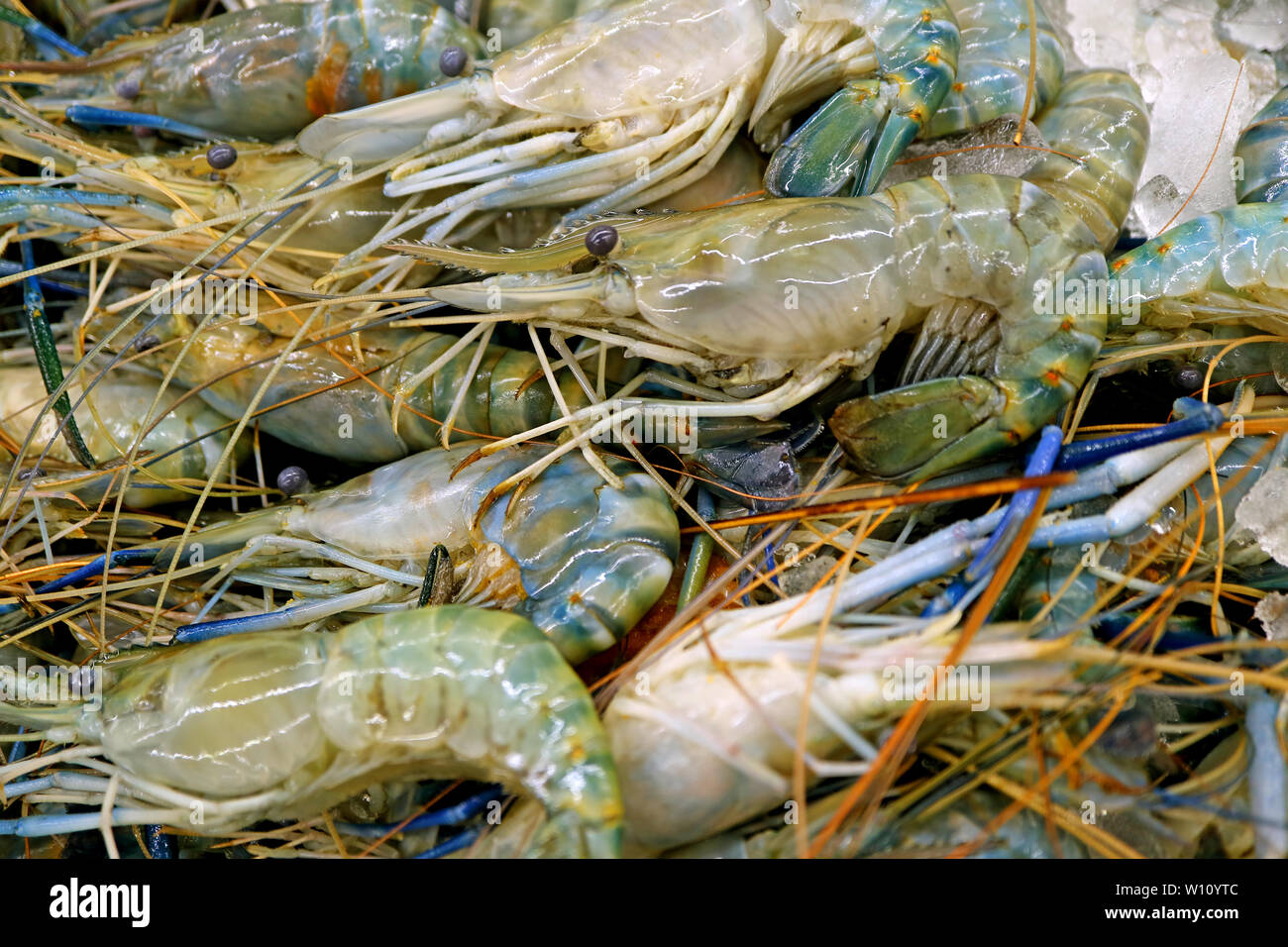 Tas de crevettes de la rivière sur la glace dans le marché de la vente Banque D'Images