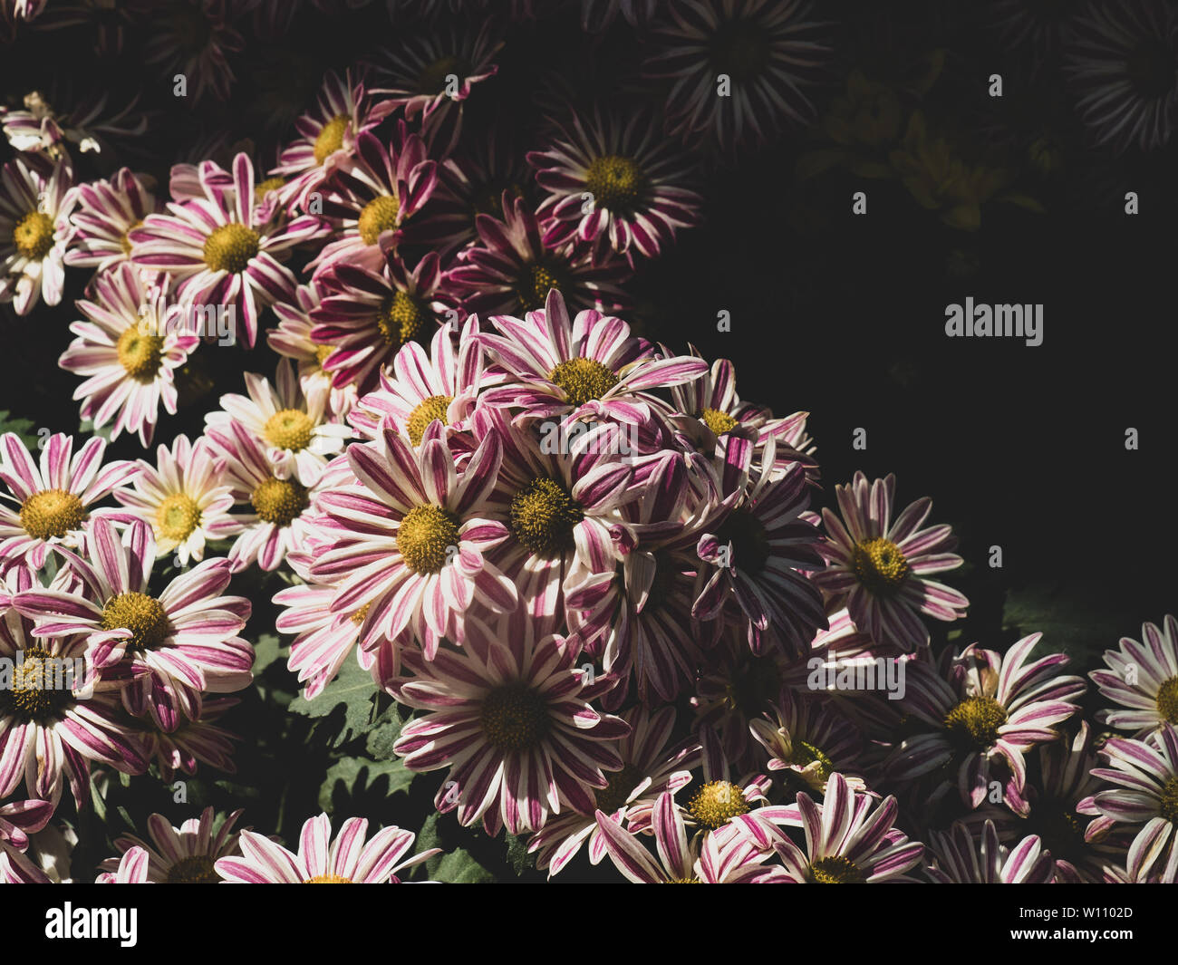 Chrysanthème ou chrysanth, en commun, c'est Pot de Fleurs de maman ou maman. Le ton des couleurs ajustées pour vintage tone. Banque D'Images
