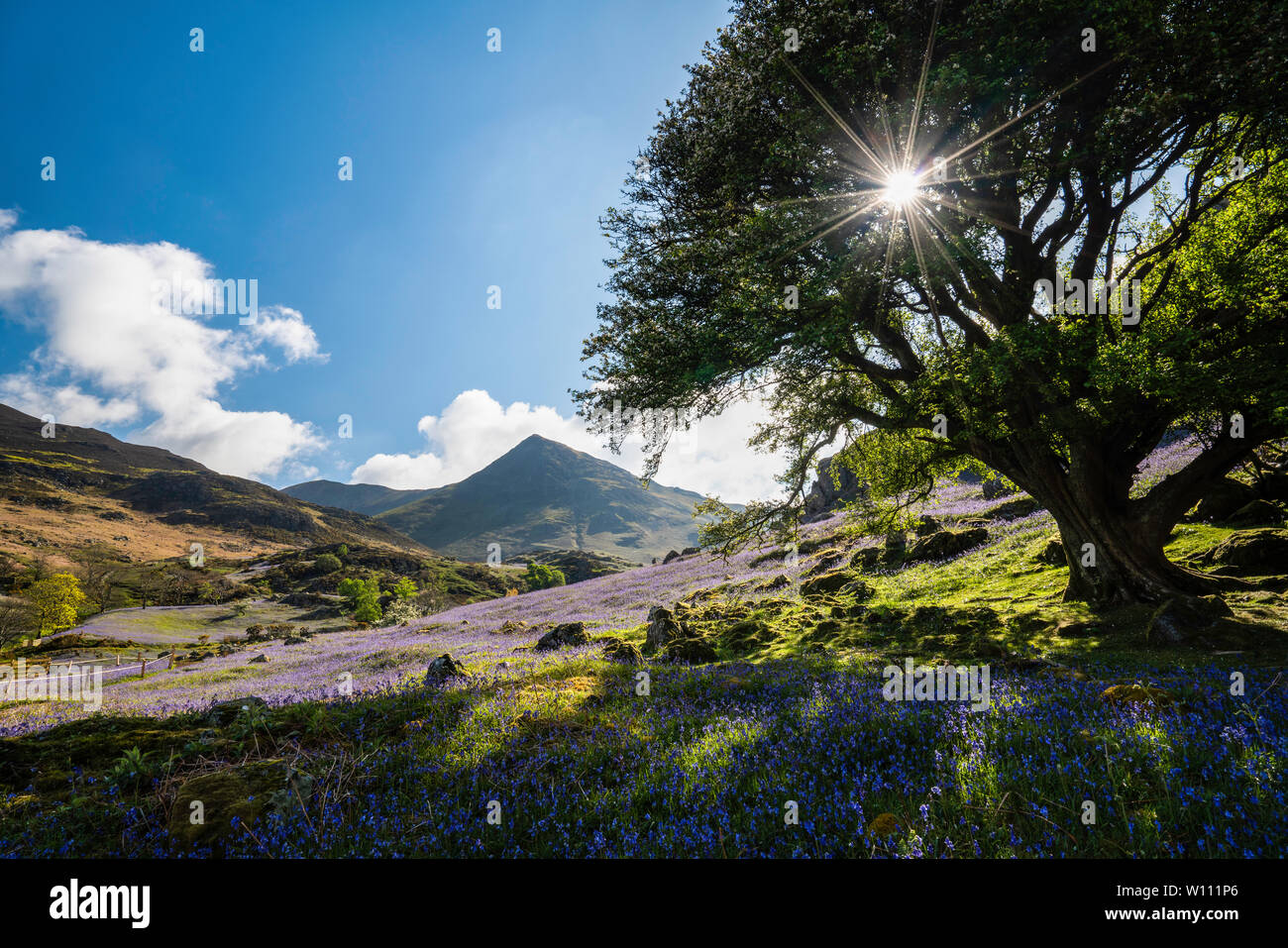 Sun star par l'intermédiaire d'un arbre sur un champ de bluebells à Rannerdale Knotts, Parc National de Lake District, Cumbria, England, UK Banque D'Images