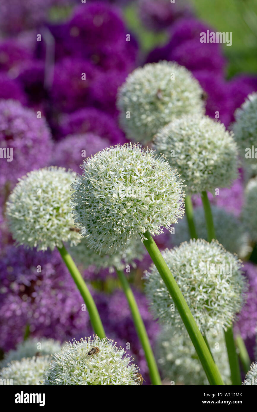 Le mont Everest Allium fleurs sur une pépinière à Harlow Carr RHS Flower show. Harrogate, England Banque D'Images