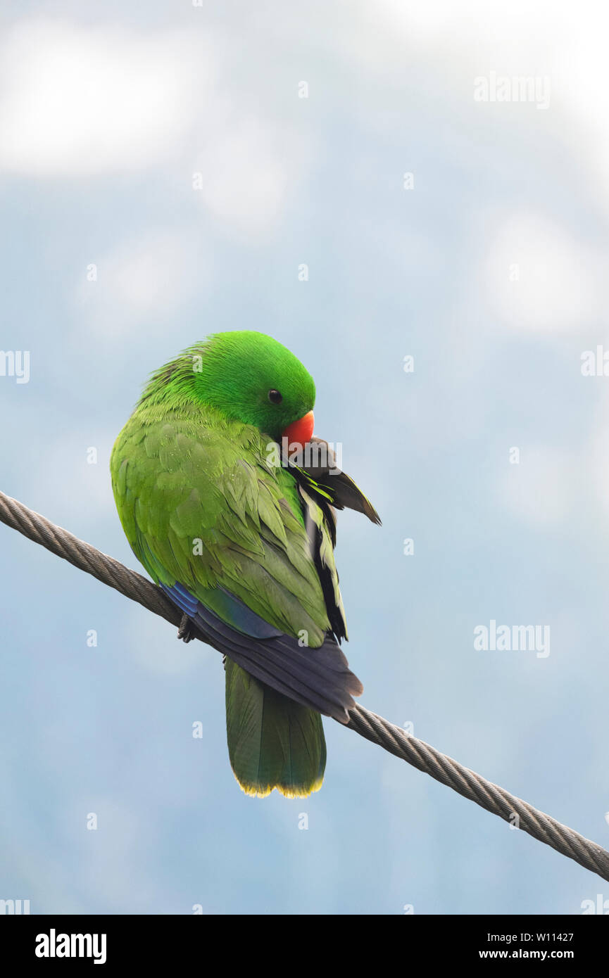 Perroquet Eclectus roratus Eclectus (lissage), parc d'attractions et parc animalier Birdworld à Kuranda, près de Cairns, l'extrême nord du Queensland, Australie, Queensland, FNQ Banque D'Images