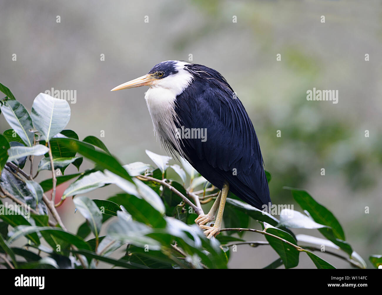 Heron (Ardea picata Pied) perché sur les buissons, parc d'attractions et parc animalier Birdworld, Kuranda, près de Cairns, l'extrême nord du Queensland, Australie, Queensland, FNQ Banque D'Images