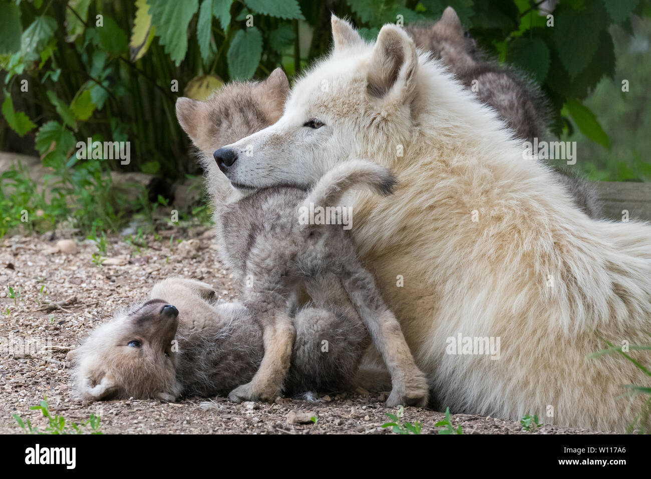 Loup arctique pup le collage avec un membre de la meute Banque D'Images