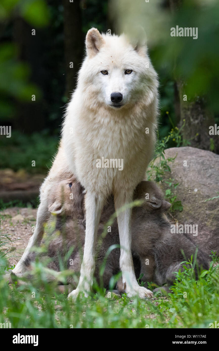 Loup arctique louveteaux suckling Banque D'Images