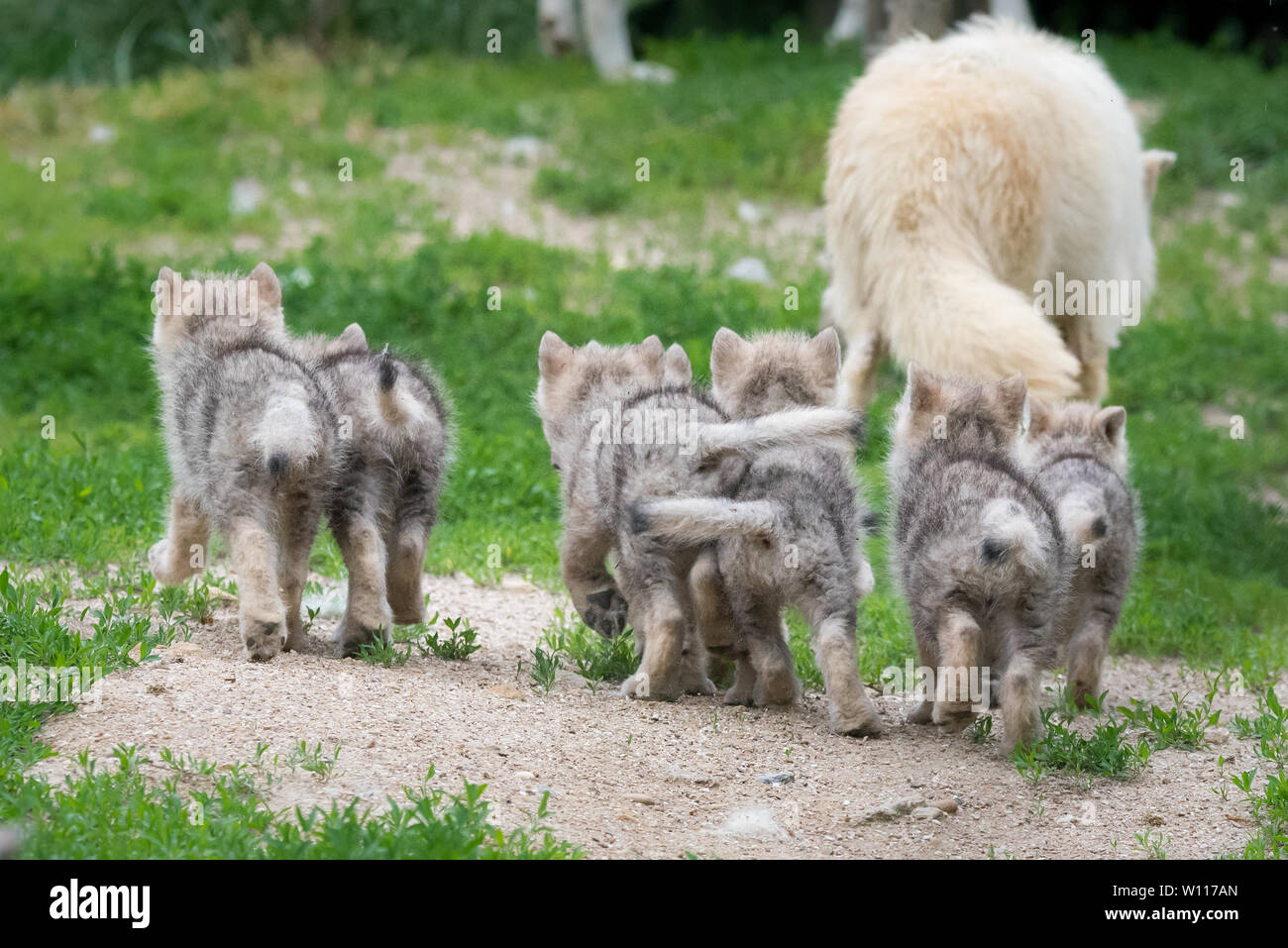 Loup arctique pack Banque D'Images