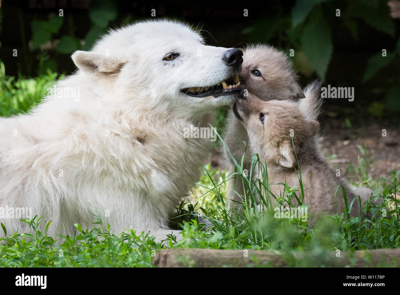 Loup arctique pup le collage avec un membre de la meute Banque D'Images