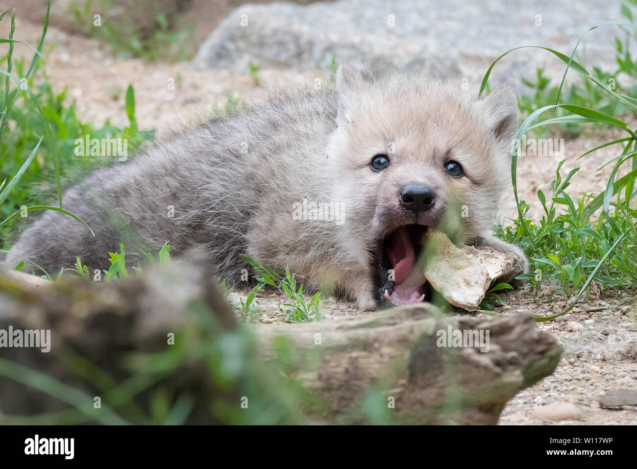 Loup arctique pup Banque D'Images