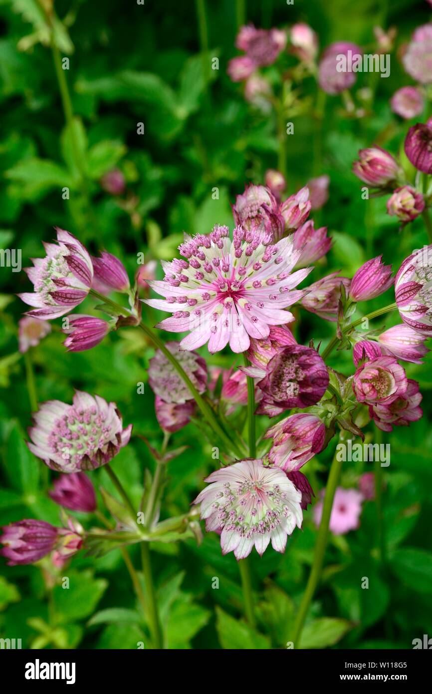 Masterwort Astrantia Buckland fleurs vieux rose avec des bractées blanc argent Banque D'Images