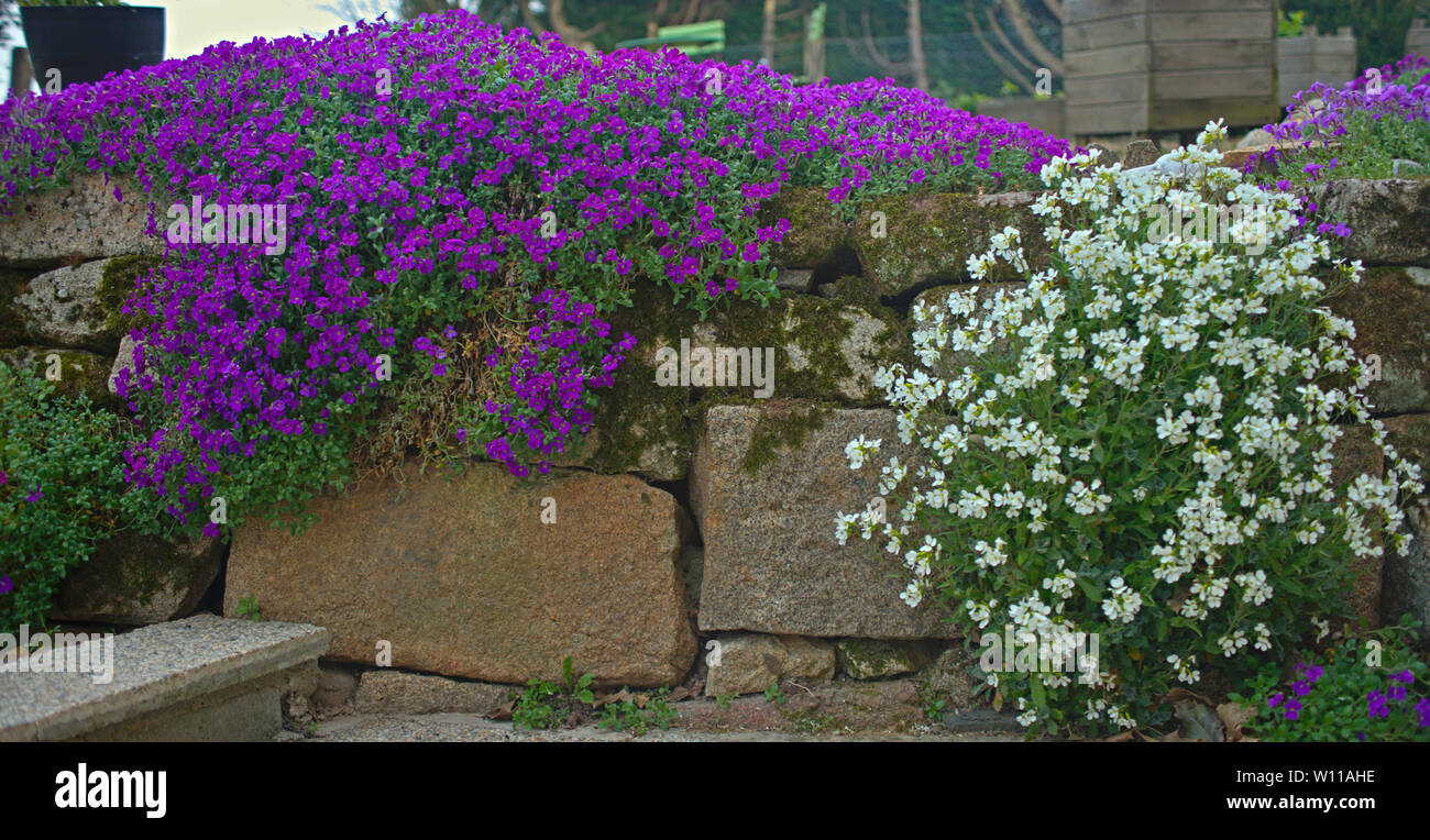 La floraison des plantes avec de petites fleurs blanches et violettes sur mur de pierre Banque D'Images