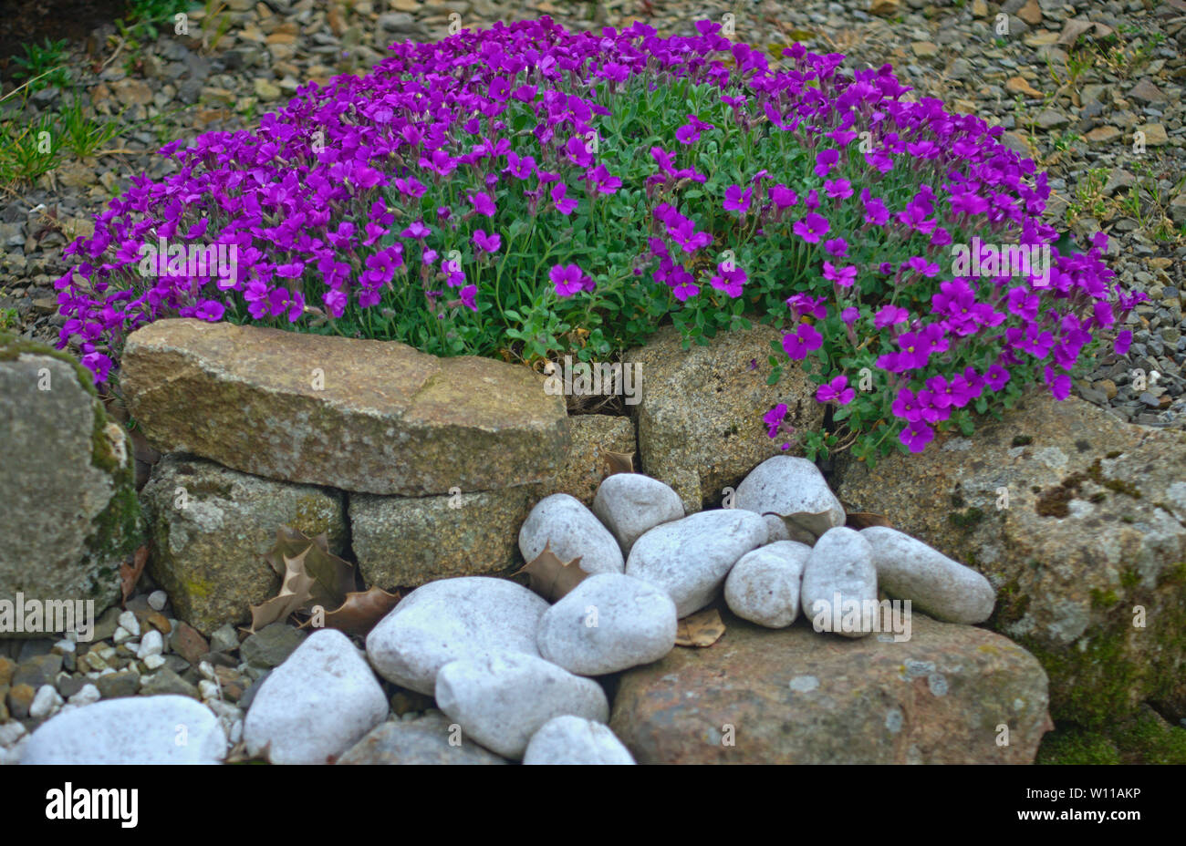 La floraison des plantes avec de petites fleurs violettes sur mur de pierre  Photo Stock - Alamy