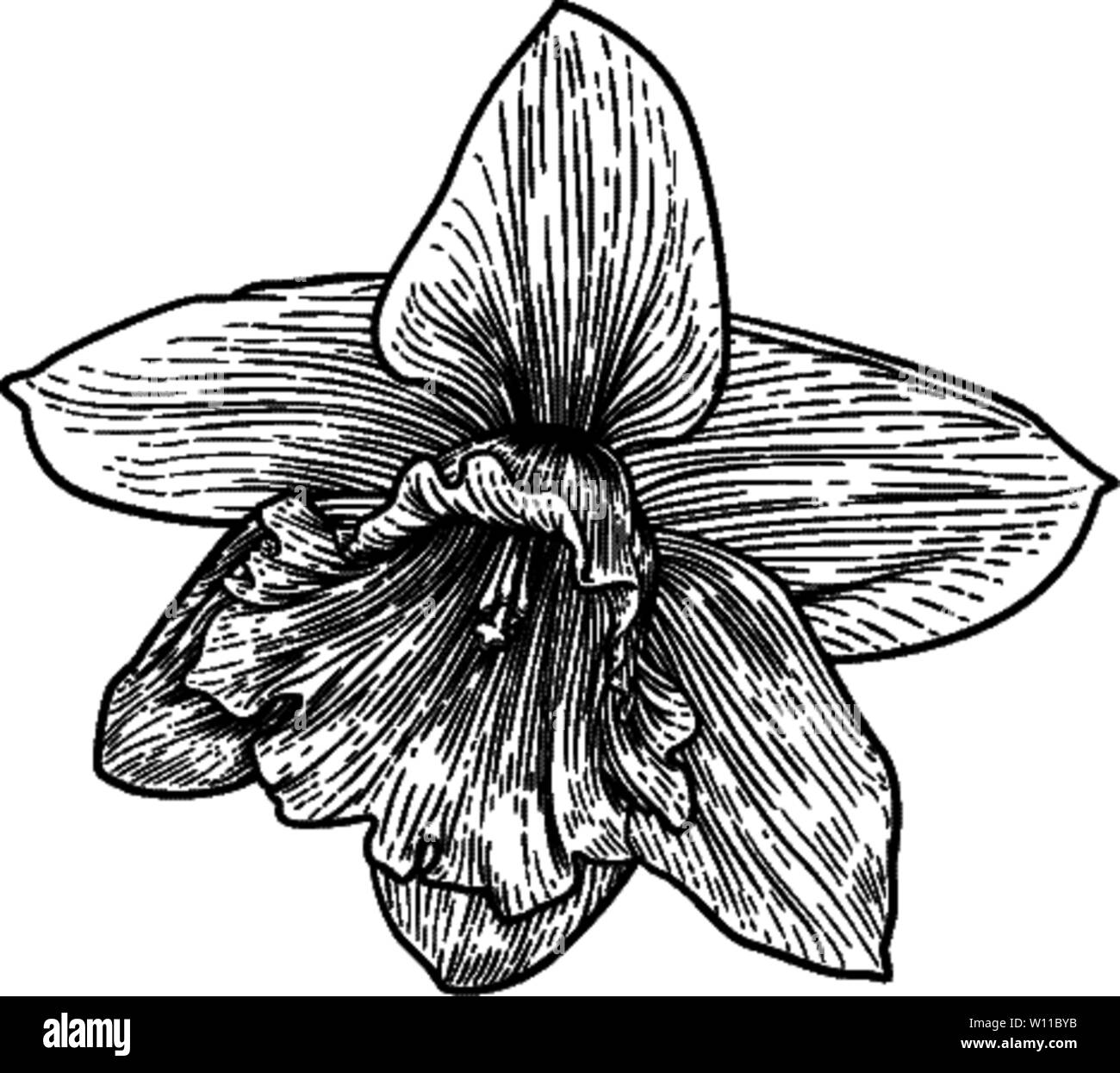Jonquille fleur en gravure sur bois Style Gravure Illustration de Vecteur
