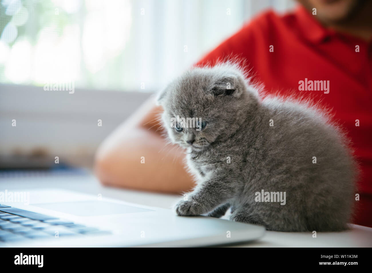 Scottish Fold bébé chaton gris. Portrait d'une jolie, belle, douce et moelleuse Scottish Fold gris cat. Banque D'Images