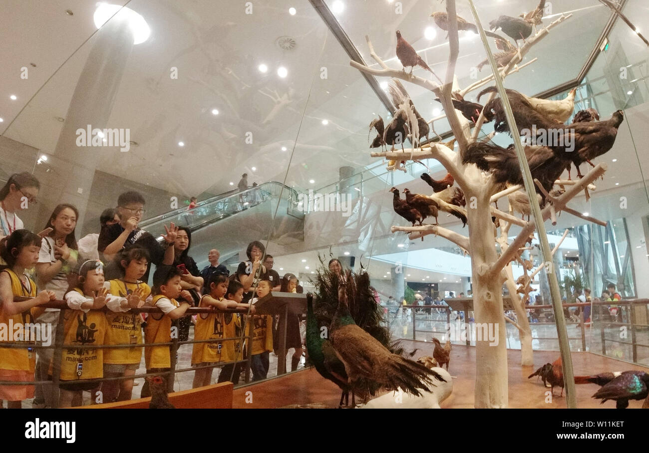 (190629) -- SHANGHAI, 29 juin 2019 (Xinhua) -- Les visiteurs des spécimens d'oiseaux au Musée d'Histoire Naturelle de Shanghai dans l'est de la Chine à Shanghai, le 29 juin 2019. Plusieurs ornithologues ont été invités par le Musée d'Histoire Naturelle de Shanghai pour partager les connaissances concernant les oiseaux sur samedi. Les dernières trouvailles de la recherche et des enquêtes ont été présentées aux visiteurs à travers des spécimens, modèles, livres, vidéos et équipements expérimentaux. (Xinhua/Fang Zhe) Banque D'Images