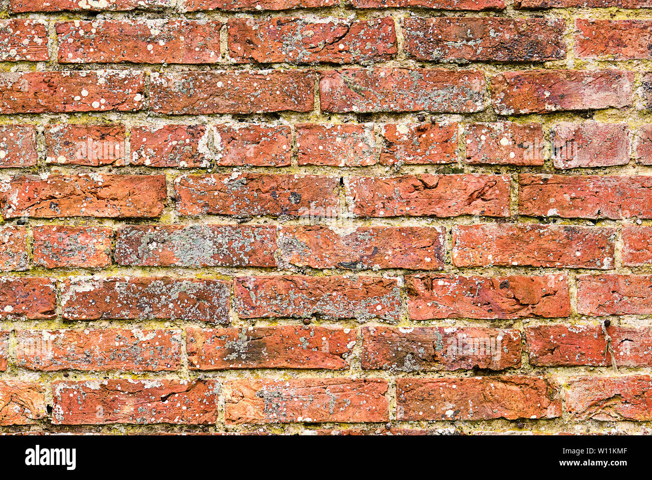 Vieux mur de briques rouges avec un peu de moule collée à elle Banque D'Images