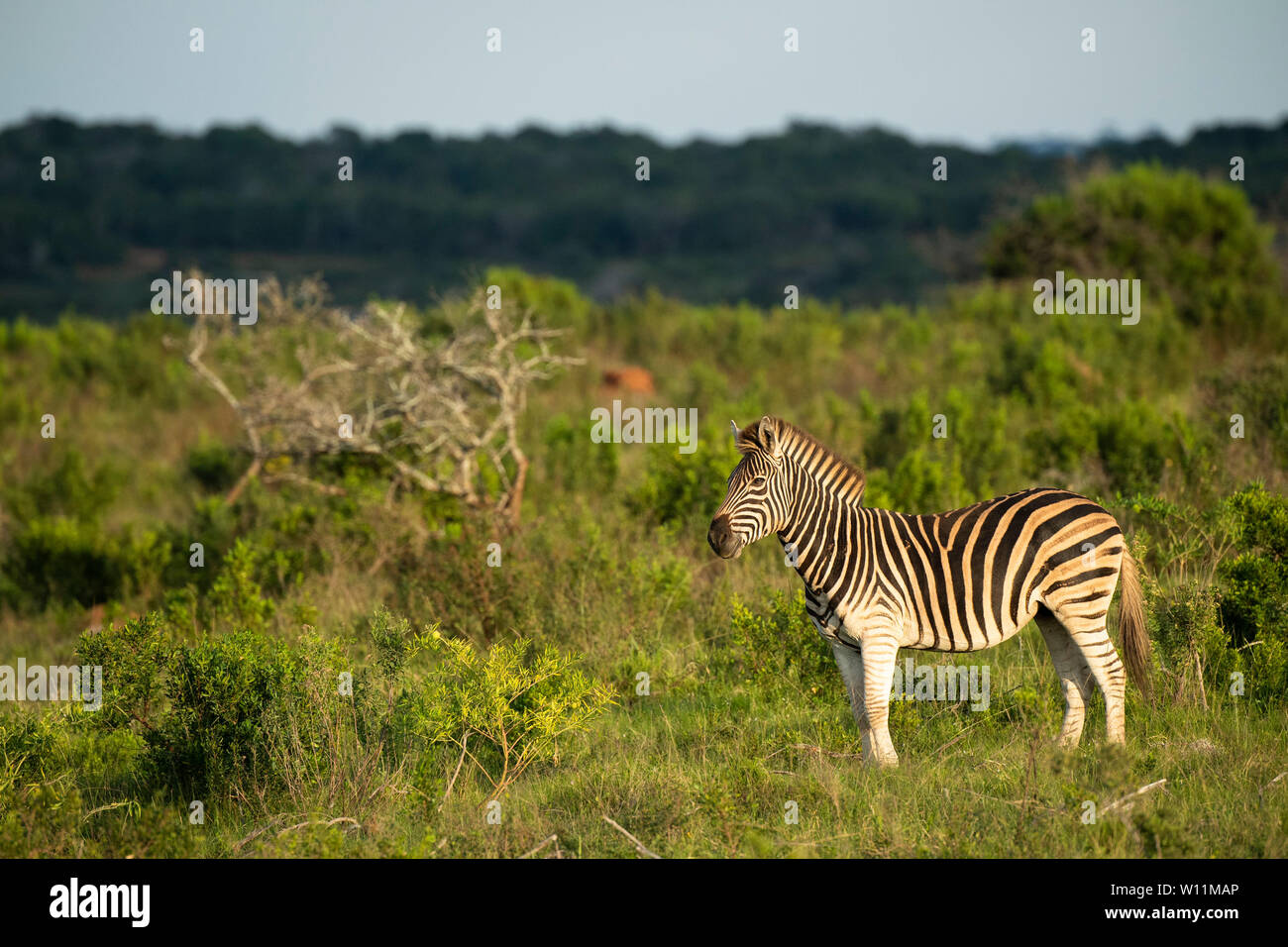 Zèbres de Burchell, Equus burchellii, Kariega Game Reserve, Afrique du Sud Banque D'Images