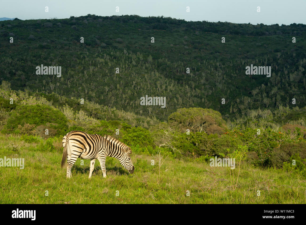 Zèbres de Burchell, Equus burchellii, Kariega Game Reserve, Afrique du Sud Banque D'Images