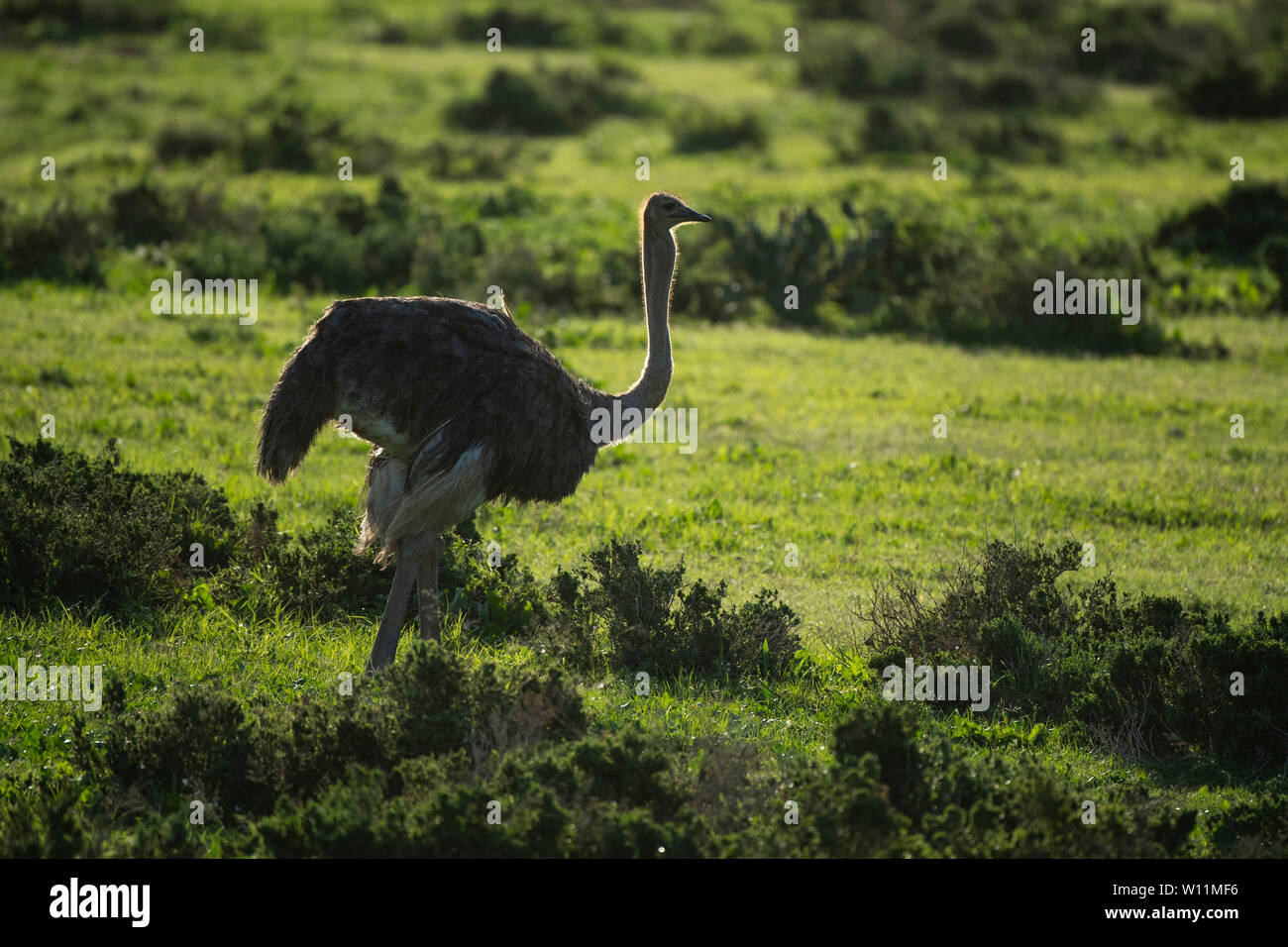 Les Mâles (autruche Struthio camelus) Kariega Game Reserve, Afrique du Sud Banque D'Images