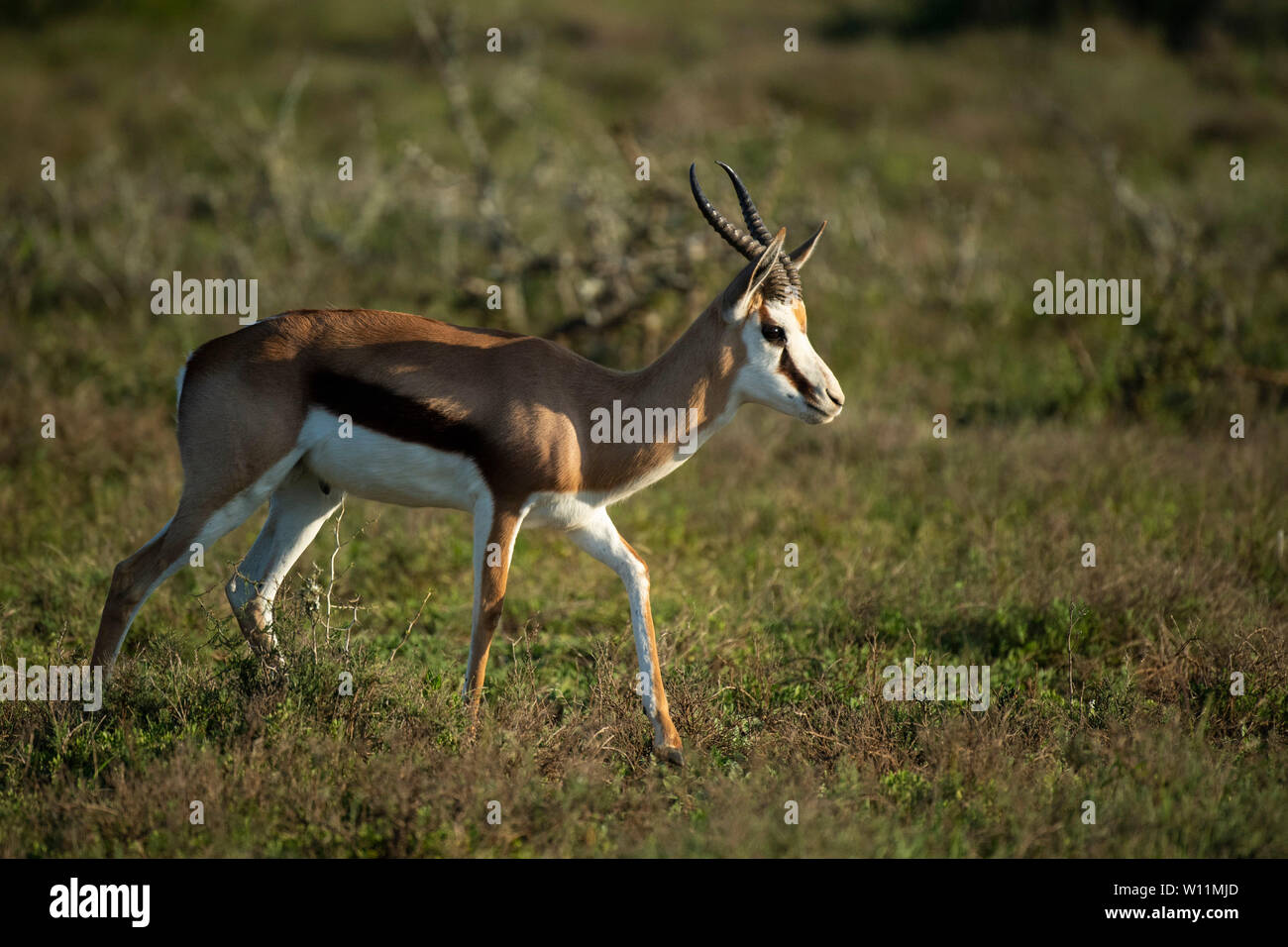 Antidorcas marsupialis springbok, Kwandwe, Game Reserve, Afrique du Sud Banque D'Images