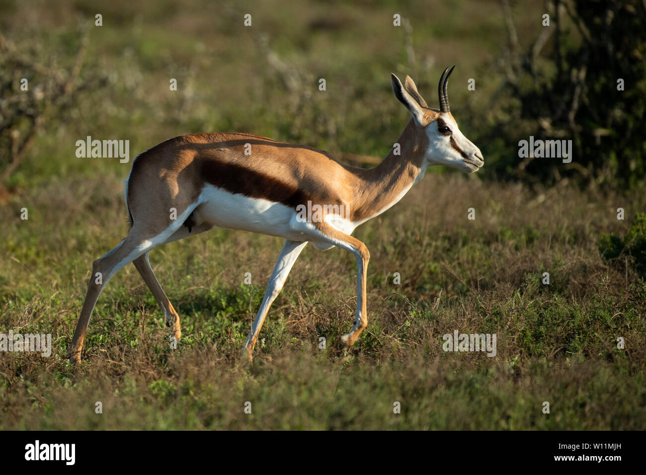 Antidorcas marsupialis springbok, Kwandwe, Game Reserve, Afrique du Sud Banque D'Images