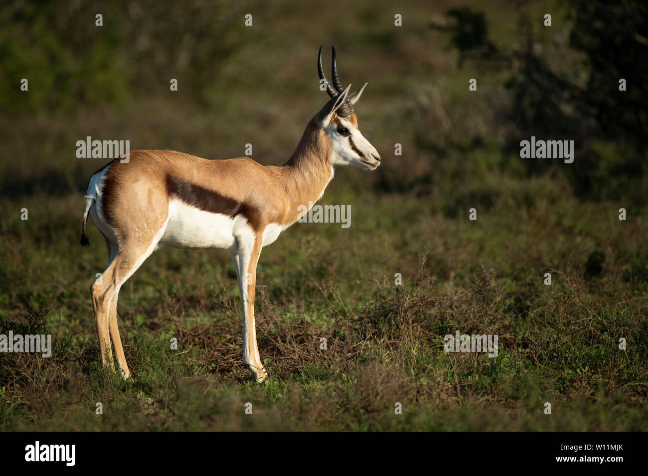 Antidorcas marsupialis springbok, Kwandwe, Game Reserve, Afrique du Sud Banque D'Images