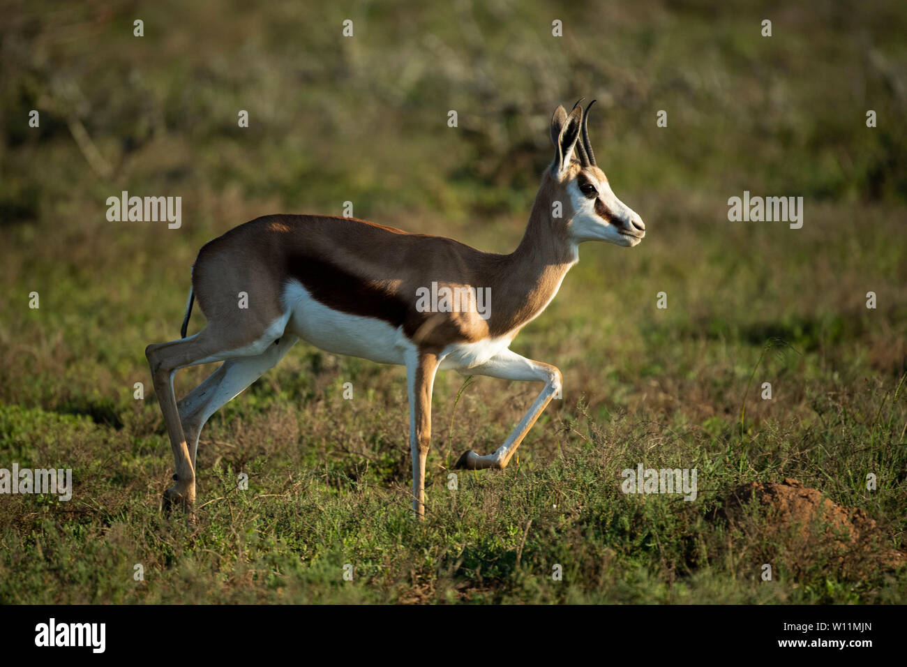Antidorcas marsupialis springbok, Kwandwe, Game Reserve, Afrique du Sud Banque D'Images
