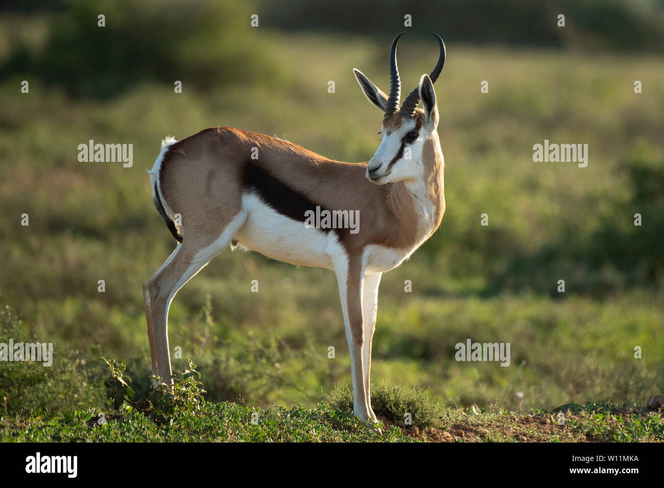 Antidorcas marsupialis springbok, Kwandwe, Game Reserve, Afrique du Sud Banque D'Images